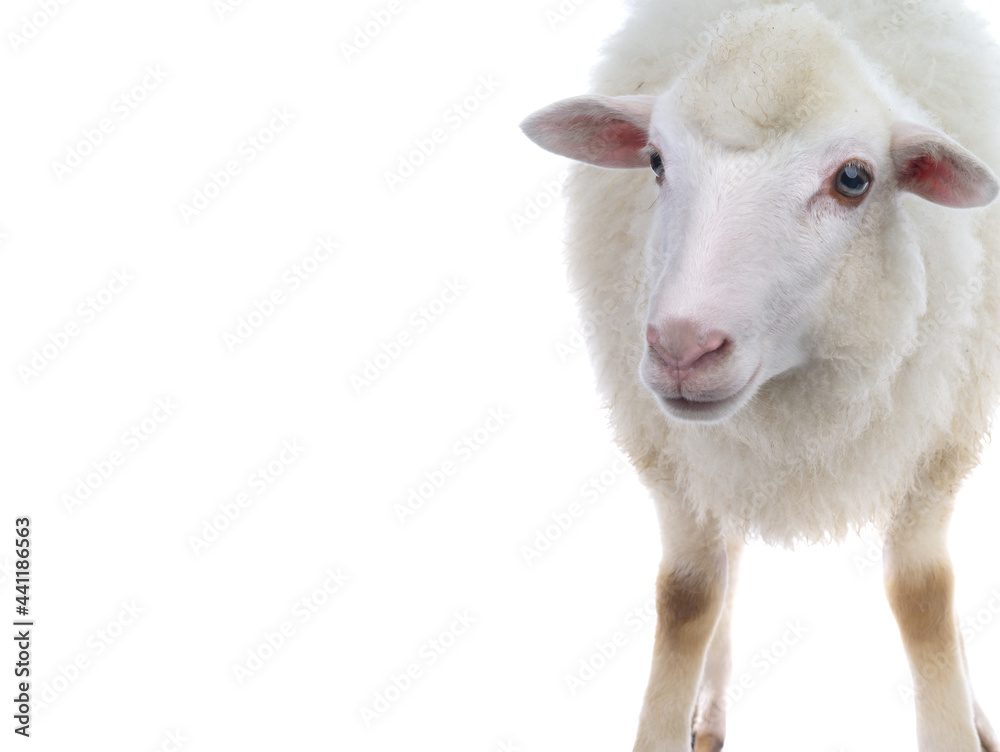 Fototapeta premium sheep isolated on white background