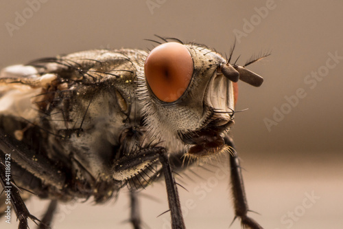 Close up of a fly © Sebastian