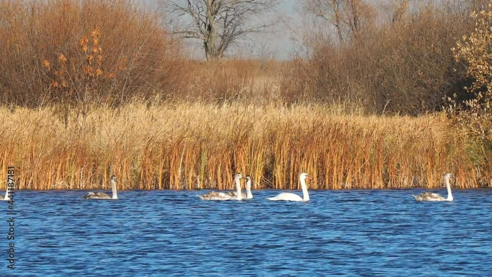 A flock of swans swims on the autumn lake. Adult and young swans swim on the water A flock of swans swims on the autumn lake. Adult and young swans swim on the water