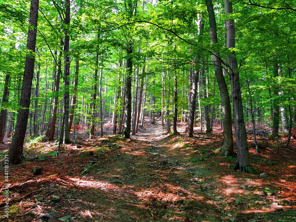 Obraz premium path in the forest.