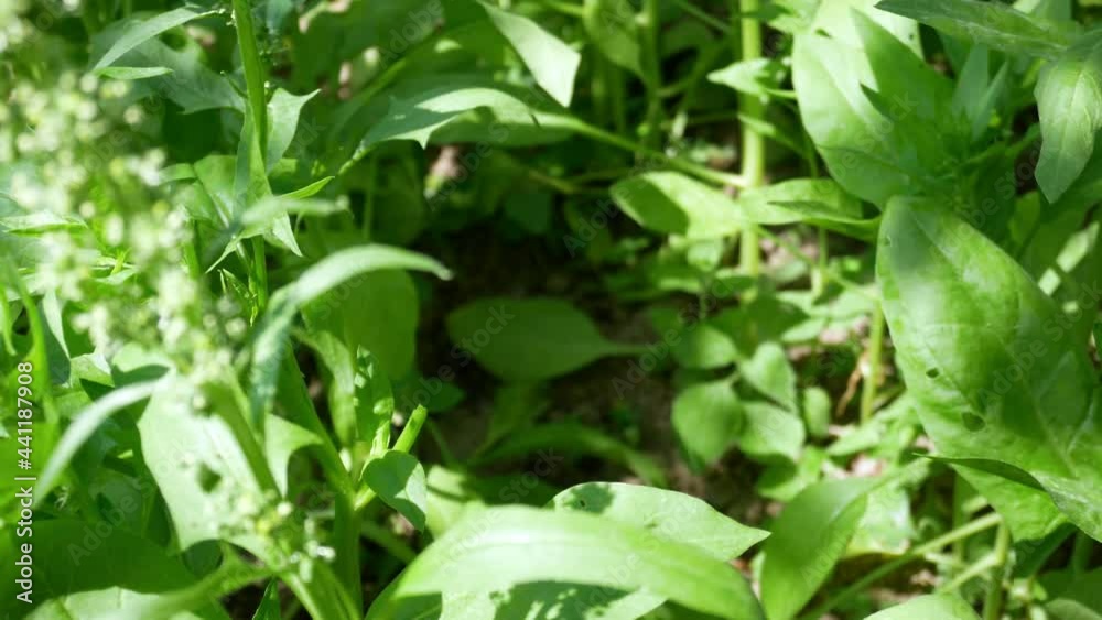Woman plucks spinach leaves. Summer harvest of fresh green leaves. Home cultivation. Woman plucks spinach leaves. Summer harvest of fresh green leaves. Home cultivation.