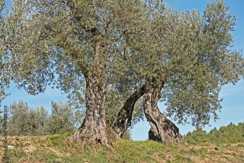 old olive plants