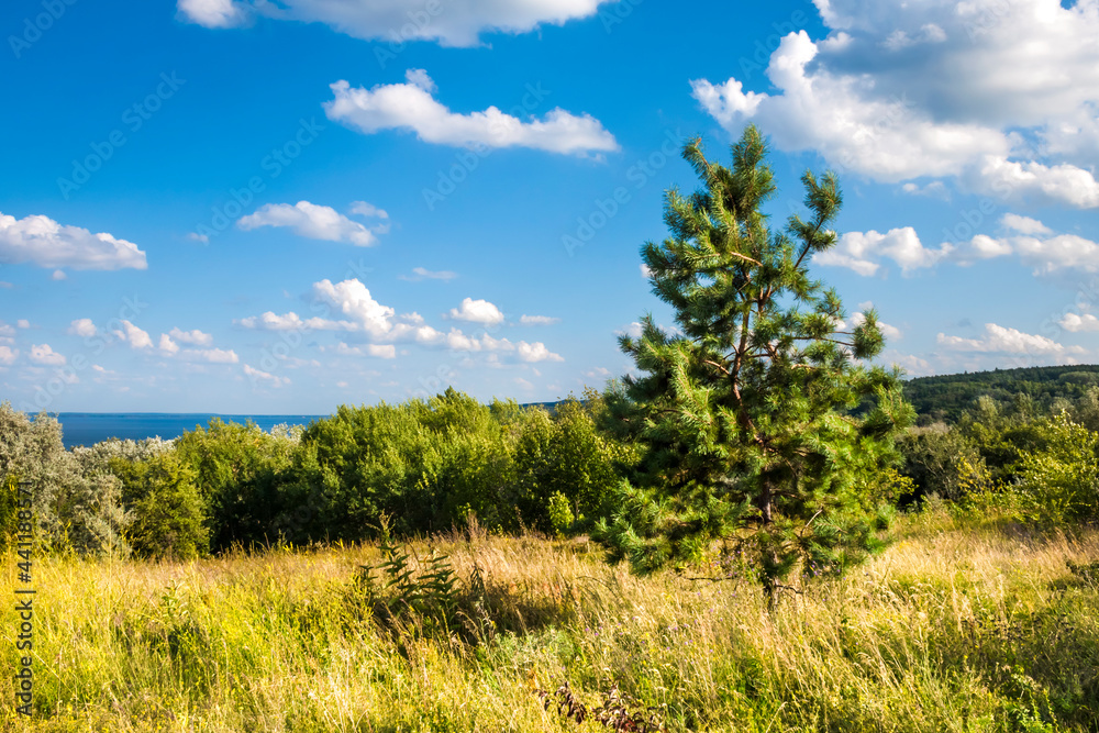 Beautiful landscape with meadow and trees in sunny day with bright cloudy sky Beautiful landscape with meadow and trees in sunny day with bright cloudy sky