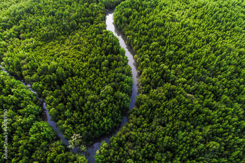 Aerial view green mangrove tree forest sea gulf eco environment system