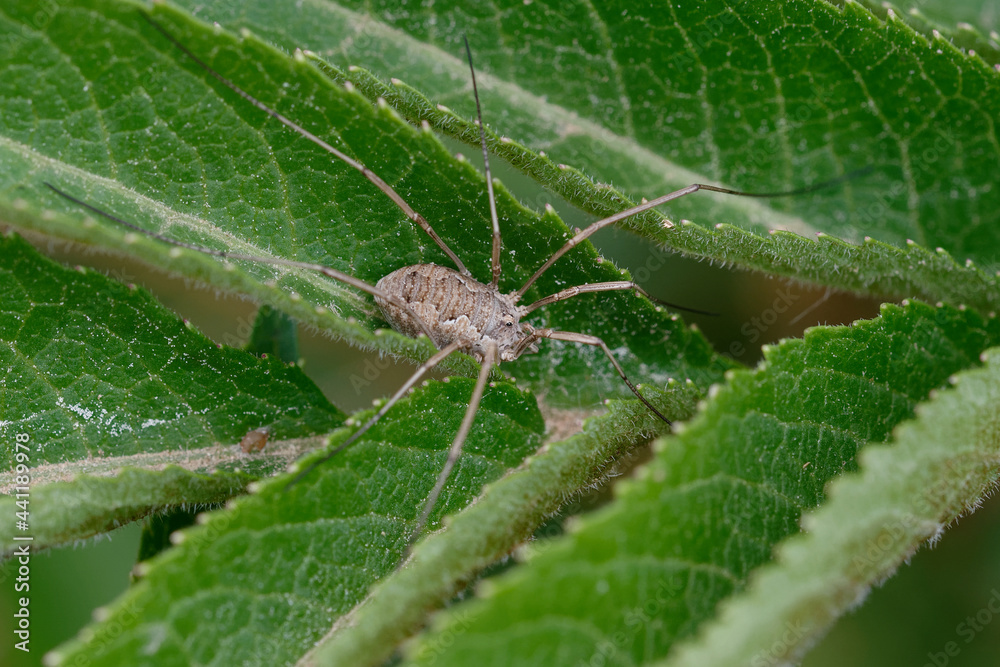Harvestman (Phalangium opilio) on a leaf Harvestman (Phalangium opilio) on a leaf