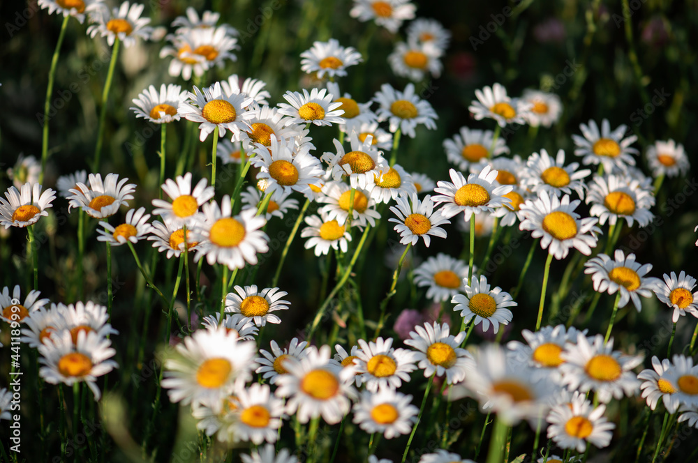 Fototapeta premium Beautiful chamomile field. Daisy flowers. Natural flowers background.