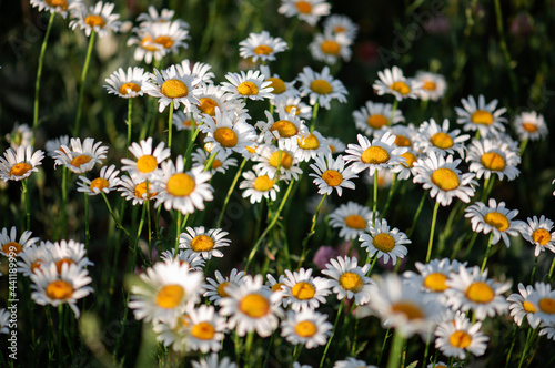 Beautiful chamomile field. Daisy flowers. Natural flowers background.