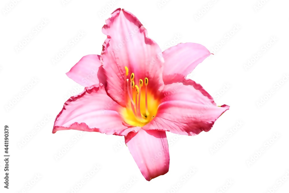 lily flower isolated on white