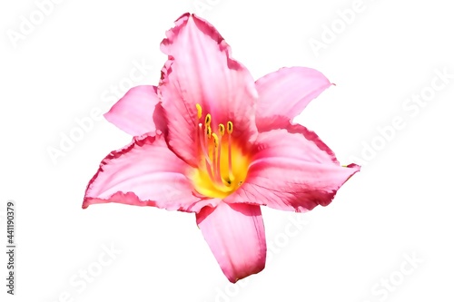 lily flower isolated on white