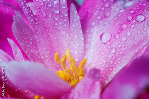 Beautiful drops of water on a flower petal of a peony, close-up. Soft focus. Floral macro background.