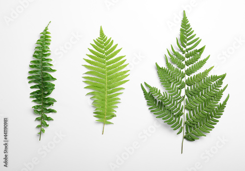 Different types of fern leaves on white background, top view