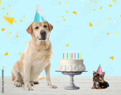 Photography Cute dogs with party hats and delicious birthday cake on white wooden surface ag