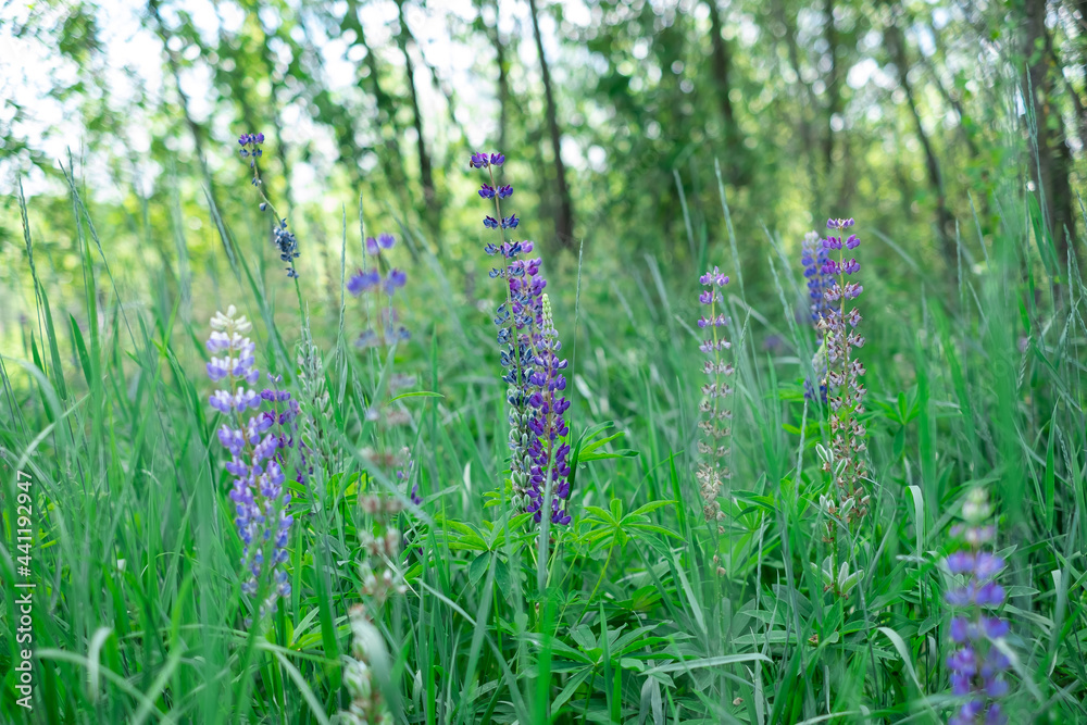 summer wild-growing blue-lilac lupine flowers with green leaves in the grass