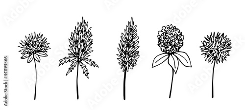 Hand-drawn vector drawing in engraving style. Set of inflorescences of thorny flowers  thistle. Wild field  steppe plants.
