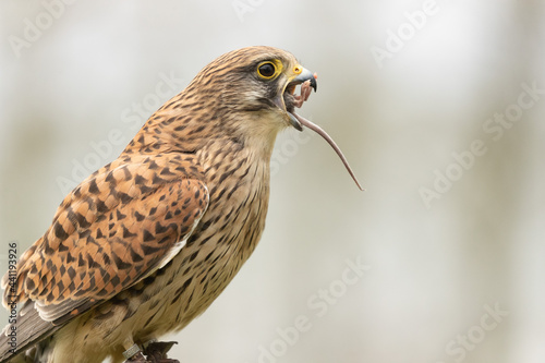 Captive rescued kestrel swallows down a mouse as a reward for a flying display. photo