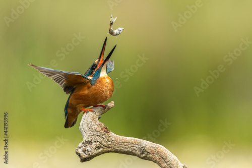Male kingfisher tosses a recently caught fish in the air to get it better orientated to swallow.