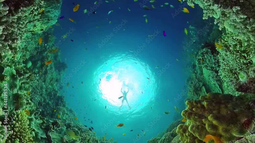 Silhouette of a man in sea blue water. Tropical coral reef seascape with fishes, hard and soft corals. Underwater video. Panglao, Bohol, Philippines. Silhouette of a man in sea blue water. Tropical coral reef seascape with fishes, hard and soft corals. Underwater video. Panglao, Bohol, Philippines.