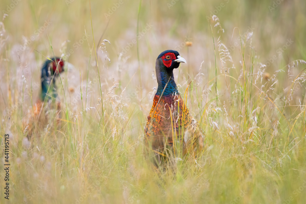 Pair of common pheasant, phasianus colchicus, hiding in long grass in summer. Two male ring-necked birds looking on field. Feathered animals watching on meadow.