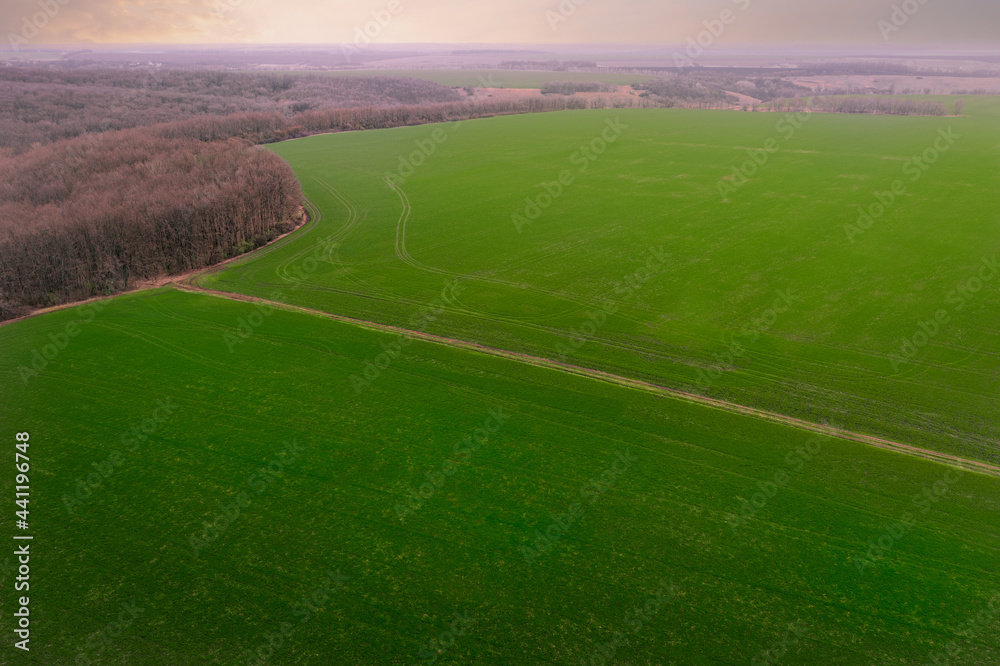 Obraz premium Agricultural green field: sprouts of grain crops in early spring. Growing wheat and barley on a farm field in spring - aerial Drone Shot.