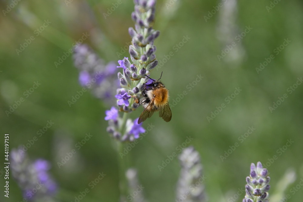 Closeup of bumble bee on a lavender blossom - blurred background Closeup of bumble bee on a lavender blossom - blurred background