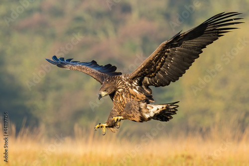 Juvenile sea eagle, haliaeetus albicilla, hunting in flight on a meadow in sunlit autumn nature. Majestic wild raptor moving fast with spread wings.