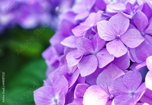 Purple Hydrangea Flower Bunch Close Up