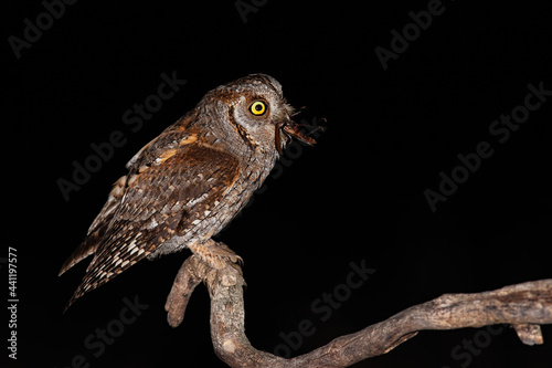 Eurasian scops owl perched on branch and feeling itself with brown bush-cricket. Night bird looking scary with big yellow eyes. Behaviour of raptor in dark environment. Hungry owl with food in beak.