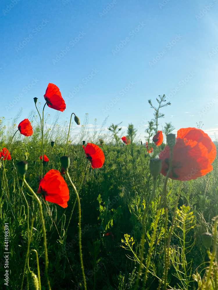 Obraz premium poppy field with blue sky