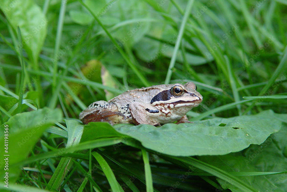 frog in the pond frog in the pond