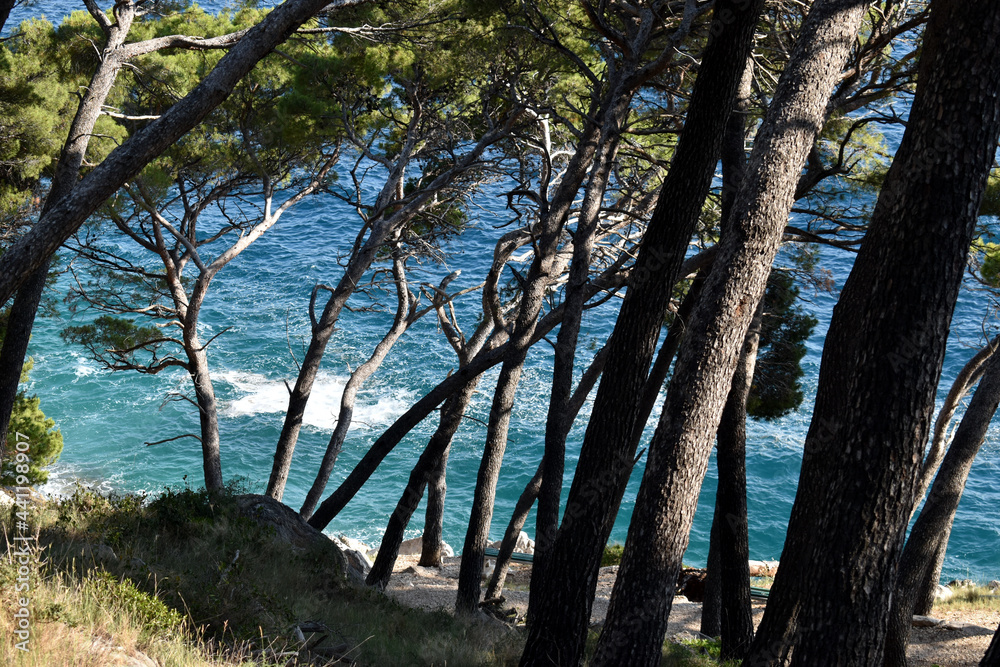 Pine forest by the blue sea, Dalmatian coast!