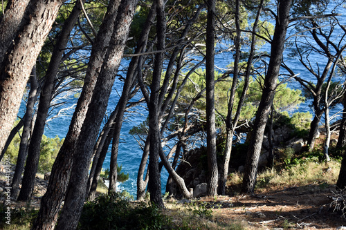 Pine forest with blue sea, beautiful environment!