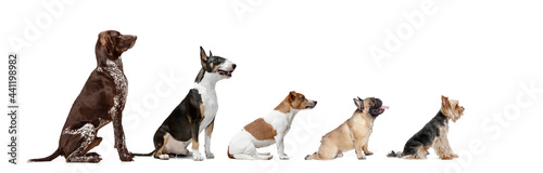 Photography Group of different purebred dogs sitting isolated over white studio background