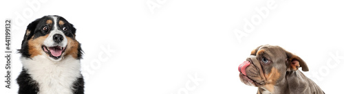 Photography Picture of different purebred dogs sitting isolated over white studio background