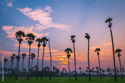 Morning light or Evening light in Landscape silhouette sugar palm trees with sunset or sunrise and the colorful twilight sky and clouds.