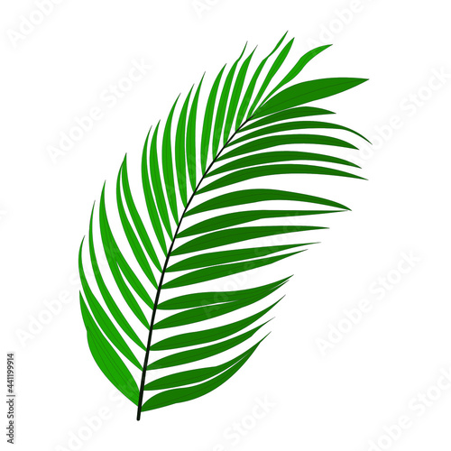 Vector illustration of light green palm leaf