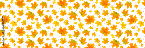 Banner made with natural orange autumn leaves on a white background, as a backdrop or texture. Fall wallpaper for your design. Top view Flat lay