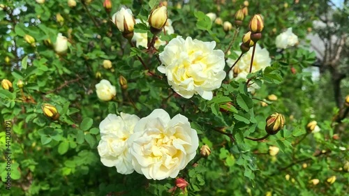 Delicate creamy white rose hips close-up, flowers sway in the wind, slow motion. Natural beautiful background, splash