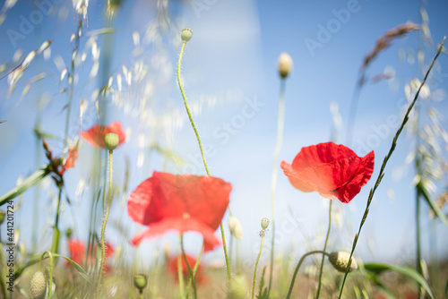 poppy flowers in field with blue sky