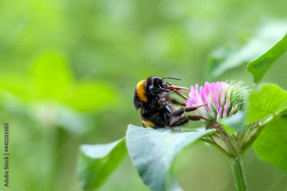 Hommel feeding