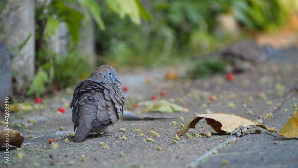 Obraz premium The birds go out for food before the sun goes down.