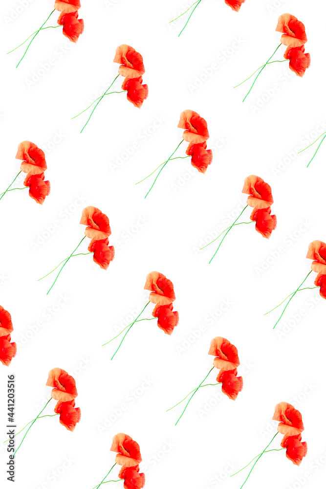 Pattern of red natural poppy flowers on a white background
