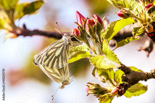 paring van geaderd witje vlinder photo