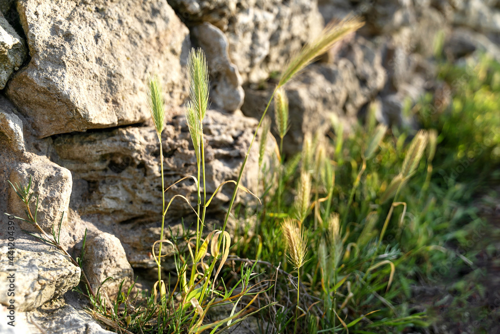 Blooming wild flowers growing on the rocks beautifully backlit by setting sun. Natural vibrant sunny background. Copy space. Blooming wild flowers growing on the rocks beautifully backlit by setting sun. Natural vibrant sunny background. Copy space.