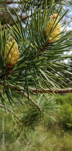 pine branches with cones