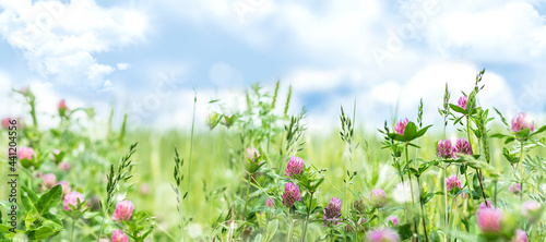 Horizontal spring banner with pink clover flowers in the meadow.