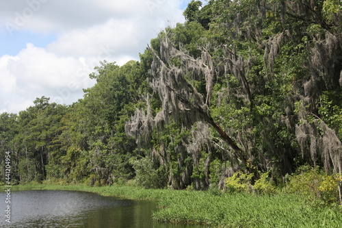 crown of the large tropical trees covered with spanish moss