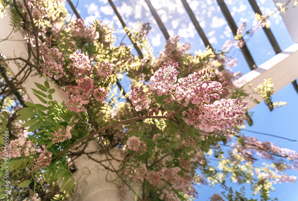 Blooming wisteria lilac vine blossoms climbing along the top of ...