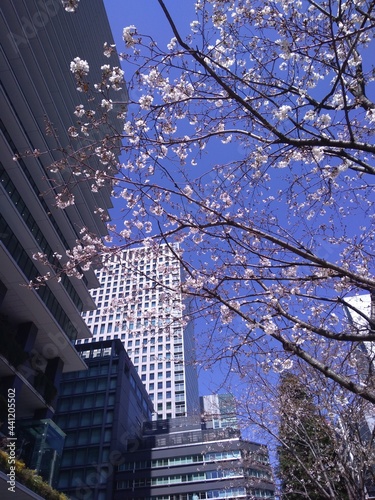 Cherry Blossom