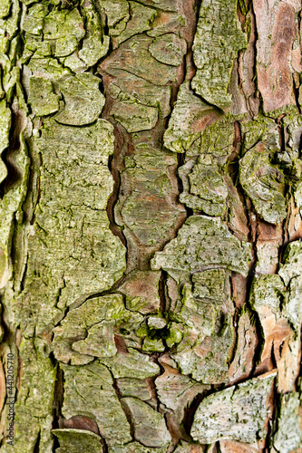 Tree bark with a green moss coating, close-up shot.