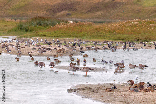 a flock of birds in the fields of zeeland netherlands